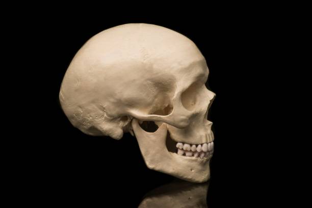 istock Side view of a human skull isolated on black background. 1218574018