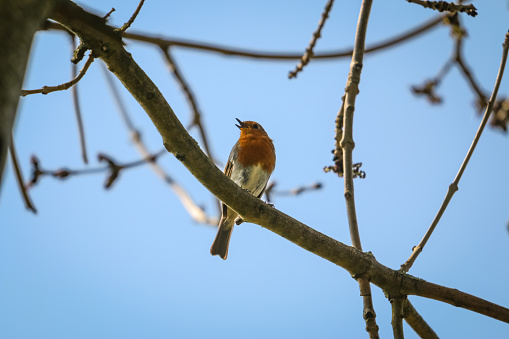 Small Robin bird in a tree