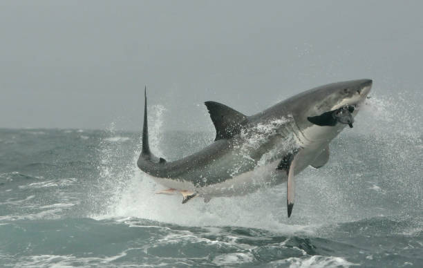 istock Great White Shark breaching on Seal decoy. 1218575811