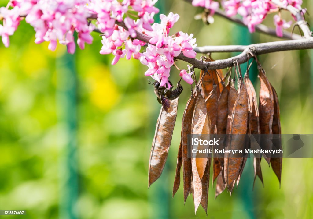 Cercis siliquastrum or Judas tree, ornamental tree blooming with beautiful deep pink colored flowers in the spring. Eastern redbud tree blossom. Old seed pods and black bumblebee on flowers. Tree Stock Photo