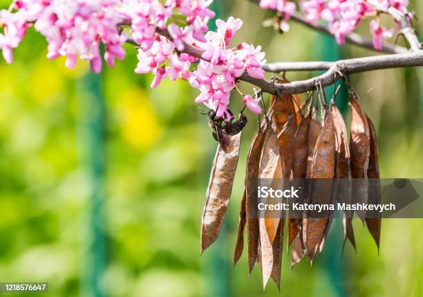 Cercis Siliquastrum Or Judas Tree Ornamental Tree Blooming With Beautiful Deep Pink Colored Flowers In The Spring Eastern Redbud Tree Blossom Old Seed Pods And Black Bumblebee On Flowers Stock Photo - Download Image Now