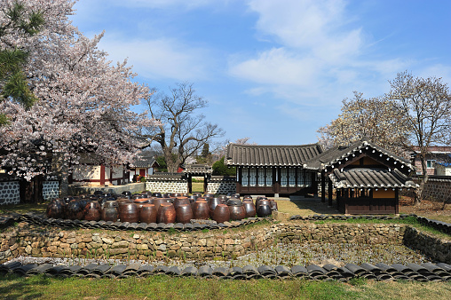 The spring scenery of Daeheung Dongheon in Yesan-gun, South Korea with cherry blossoms in full bloom.