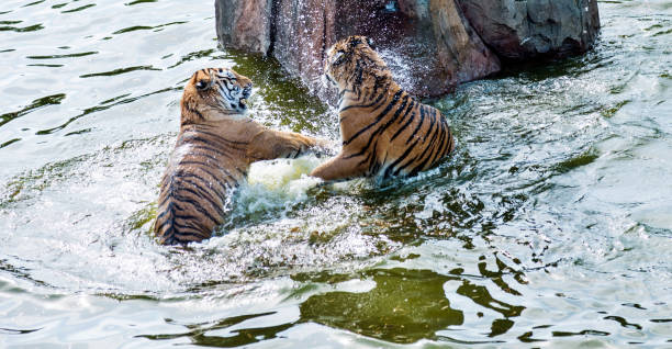 istock Two tigers fighting in the lake 1218578568