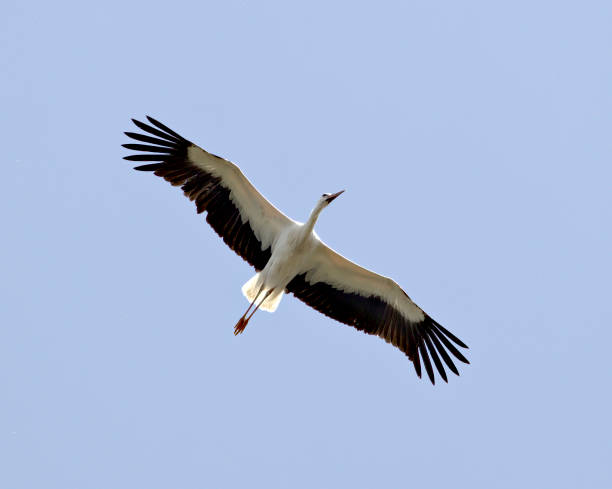 istock A White Stork soars over Galicia 1218578631