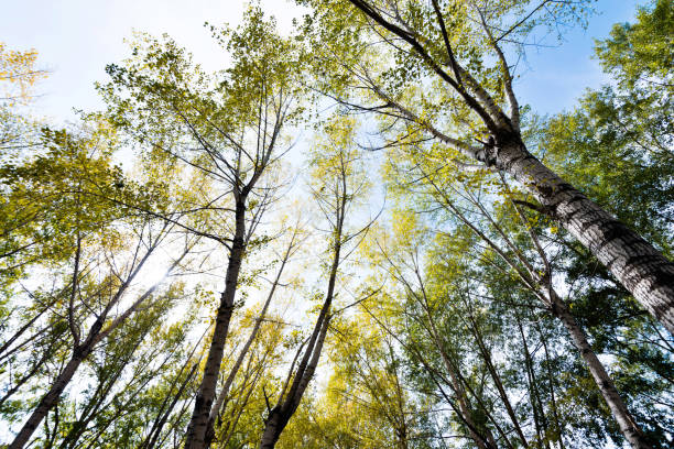 Looking up the birch trees in autumn