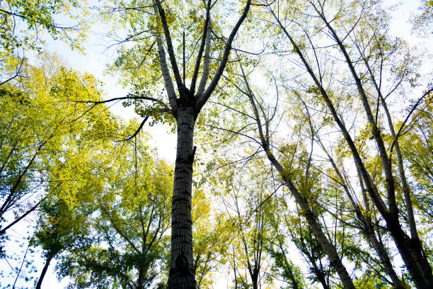 istock Looking up the birch trees in autumn 1218578697