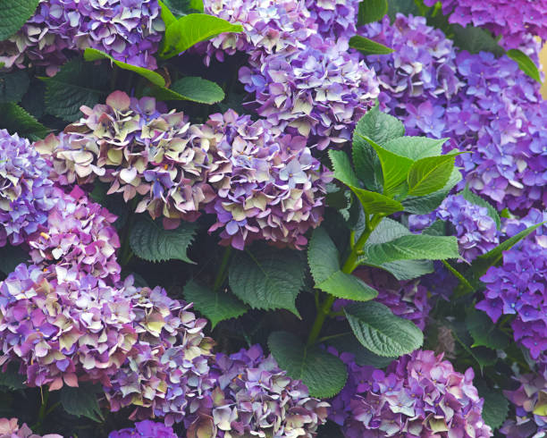istock Blue-flowered Hydrangea growing in Galicia, northern Spain 1218578727