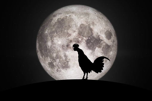 Silhouettes rooster crows in the morning	.Elements of this image furnished by NASA.