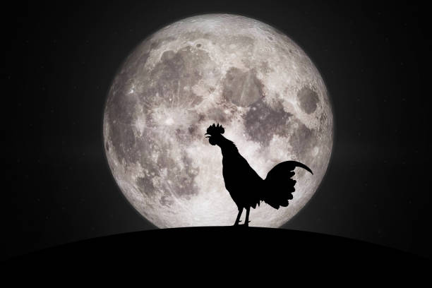 Silhouettes rooster crows in the morning	.Elements of this image furnished by NASA. Silhouettes rooster crows in the morning	.Elements of this image furnished by NASA. animal call stock pictures, royalty-free photos & images