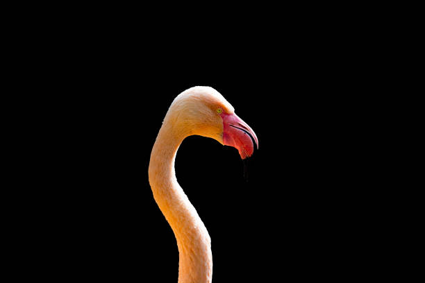 Pink flamingo on a black background stock photo