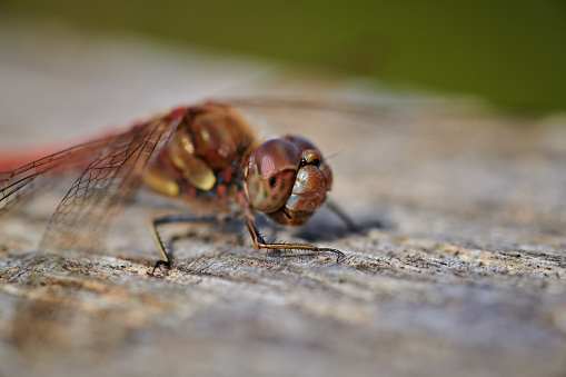 A macro image of a dragonfly sat on a fence