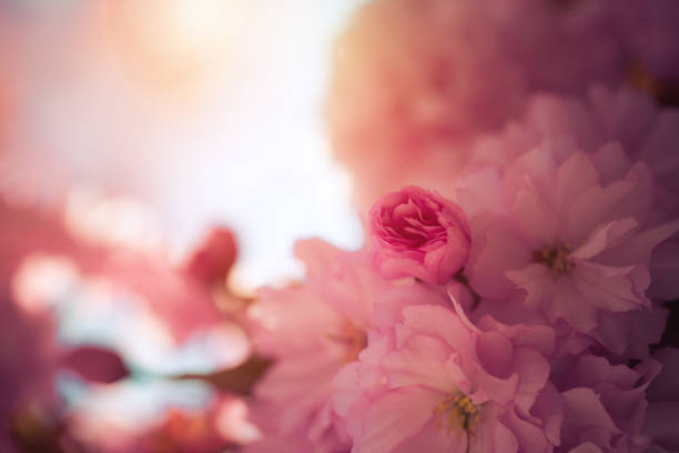istock Floral Japanese spring flowers: Blooming pink cherry blossoms, springtime 1218579979