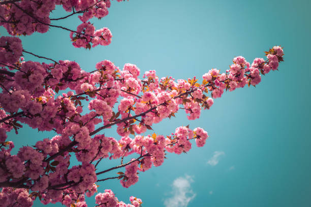 istock Floral Japanese spring flowers: Blooming pink cherry blossoms, springtime 1218580073