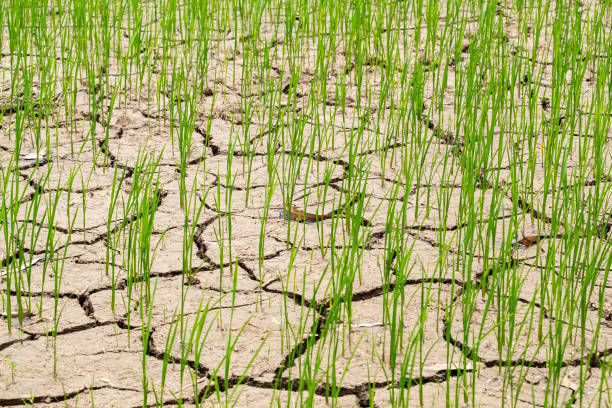 istock young rices field growing in dry land or mud flat 1218580077