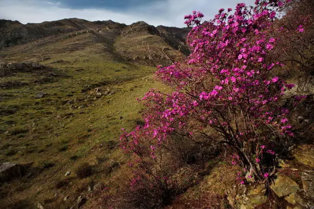 Russia. Mountain Altai in the period of the flowering of maralnik (Rhododendron Ledebourii) in the area of the Chuya highway.