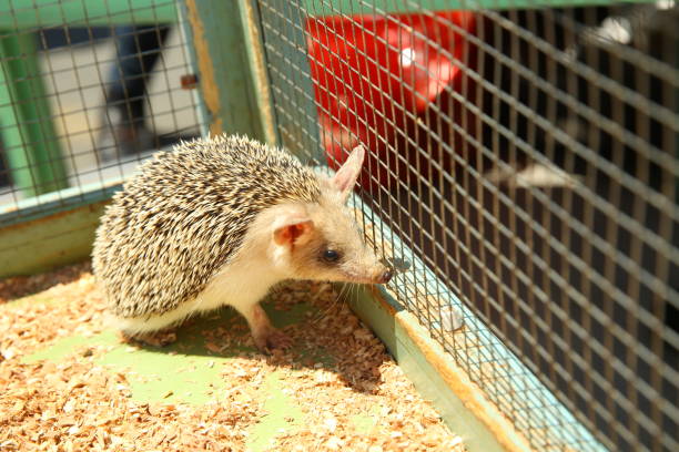 istock European hedgehog caught in a trap intended for a rodent such as a rat. Sharpened hedgehog stuck in a cage . 1218580879