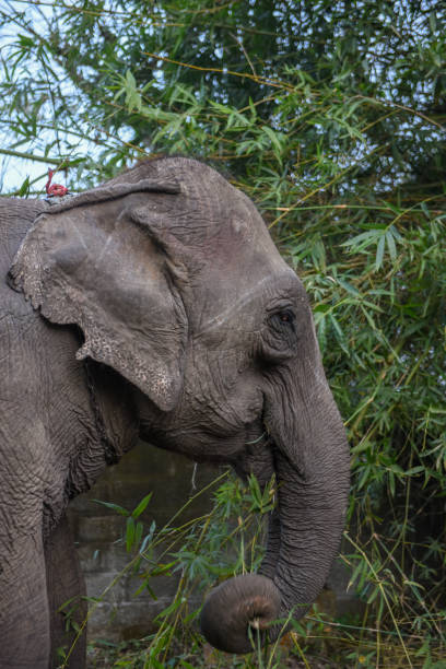 istock Elephant eating bamboo at Chitwan national park, Nepal 1218580929
