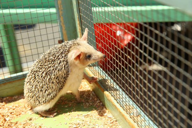 istock European hedgehog caught in a trap intended for a rodent such as a rat. Sharpened hedgehog stuck in a cage . 1218581451