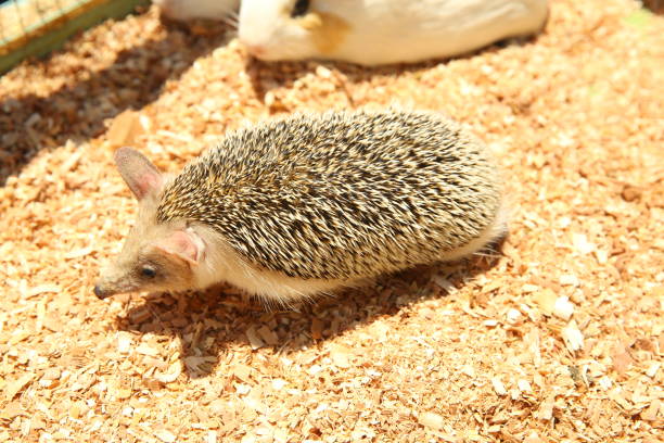 istock European hedgehog caught in a trap intended for a rodent such as a rat. Sharpened hedgehog stuck in a cage . 1218581477