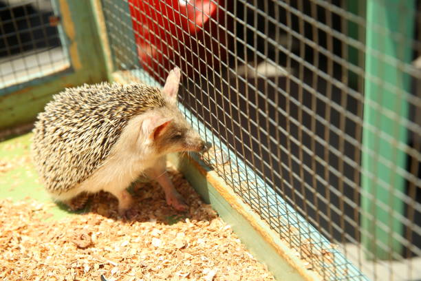 istock European hedgehog caught in a trap intended for a rodent such as a rat. Sharpened hedgehog stuck in a cage . 1218581599
