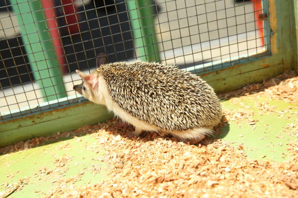 istock European hedgehog caught in a trap intended for a rodent such as a rat. Sharpened hedgehog stuck in a cage . 1218581718