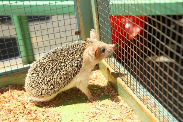 istock European hedgehog caught in a trap intended for a rodent such as a rat. Sharpened hedgehog stuck in a cage . 1218581772