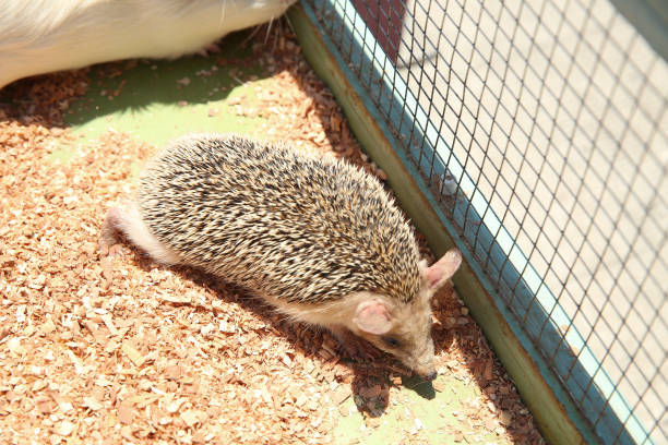 istock European hedgehog caught in a trap intended for a rodent such as a rat. Sharpened hedgehog stuck in a cage . 1218581801