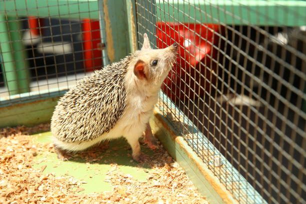 istock European hedgehog caught in a trap intended for a rodent such as a rat. Sharpened hedgehog stuck in a cage . 1218581849