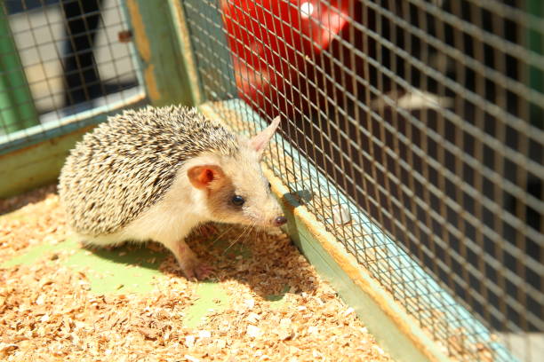 istock European hedgehog caught in a trap intended for a rodent such as a rat. Sharpened hedgehog stuck in a cage . 1218581944