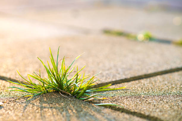 detalle de primer plano de la planta verde de la hierba que crece entre los ladrillos de pavimento de hormigón en el patio de verano. - sidewalk brick patio floor fotografías e imágenes de stock