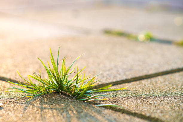 夏の庭でコンクリート舗装レンガの間に成��長雑草緑の植物のクローズアップ詳細。 - uncultivated ストックフォトと画像