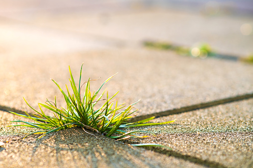 Closeup detail of weed green plant growing between concrete pavement bricks in summer yard.