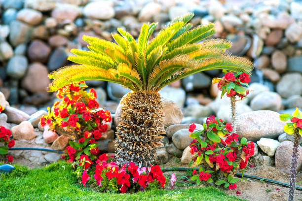 istock Small green palm tree surrounded with bright blooming flowers growing on grass covered lawn in tropic hotel yard. 1218582849
