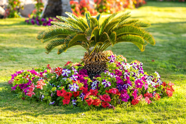istock Small green palm tree surrounded with bright blooming flowers growing on grass covered lawn in tropic hotel yard. 1218582881