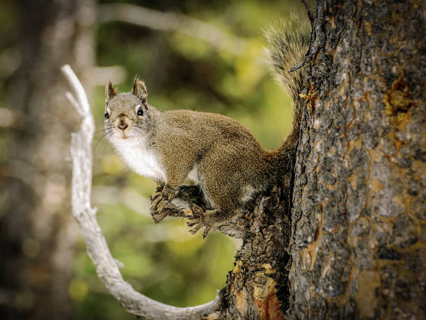 istock A common squirrel perched alert on the branch of a tree 1218584255