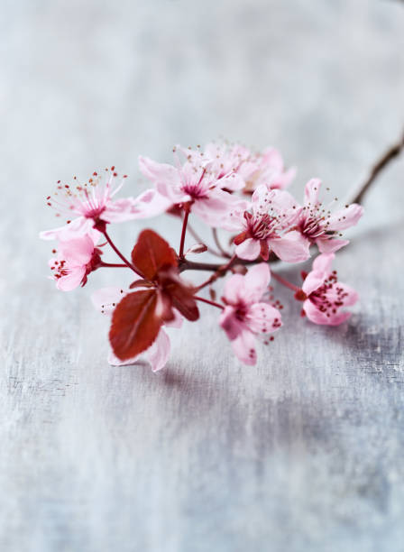 istock Spring flowers on bright wooden background. 1218585289