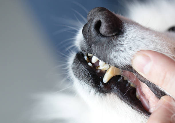 istock Dogs have problems with oral cavity, limestone, gingivitis, tooth decay. bad teeth dog. 1218585493