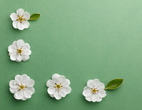Fresh white flower frame on green background with copy space