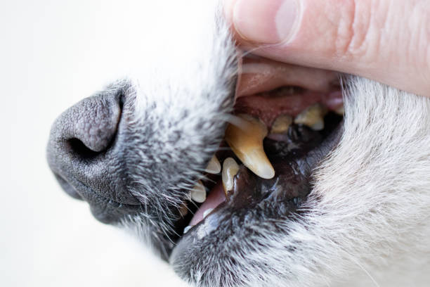犬は口腔、石灰岩、歯肉炎、虫歯に問題があります。悪い歯の犬。 - 歯垢 ストックフォトと画像