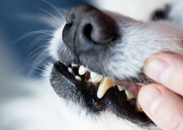 istock Dogs have problems with oral cavity, limestone, gingivitis, tooth decay. bad teeth dog. 1218585594