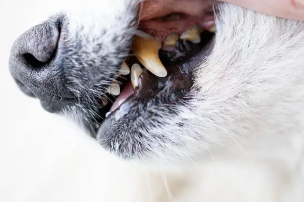 Photo of Dogs have problems with oral cavity, limestone, gingivitis, tooth decay. bad teeth dog.