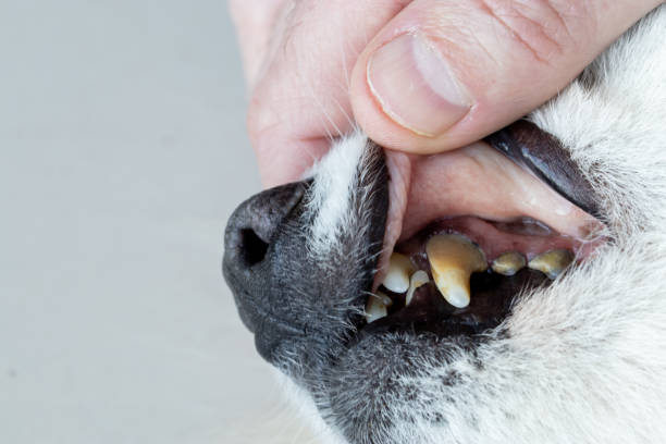 istock Dogs have problems with oral cavity, limestone, gingivitis, tooth decay. bad teeth dog. 1218585673