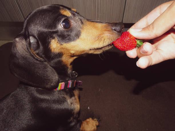 istock My Dachshund Loves Strawberries 1218586084