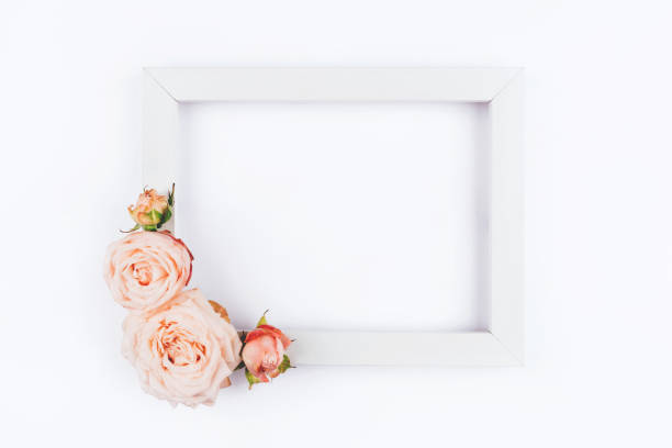 istock Spring background. Rose flowers on a white background. 1218586190