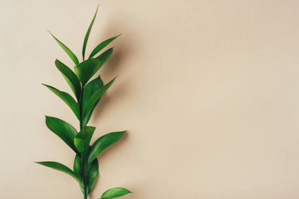 istock Fresh green branch on a beige background. 1218586200