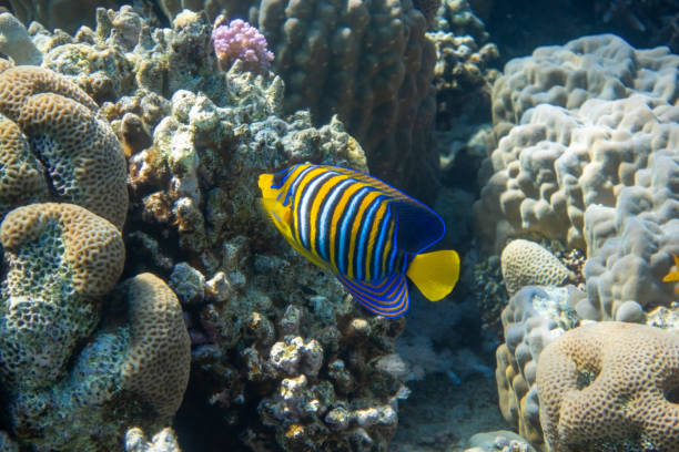 royal angelfish (regal angelfish) in a coral reef, red sea, egypt. tropical colorful fish with yellow fins, orange, white and blue stripes in blue ocean water. - imperial angelfish imagens e fotografias de stock