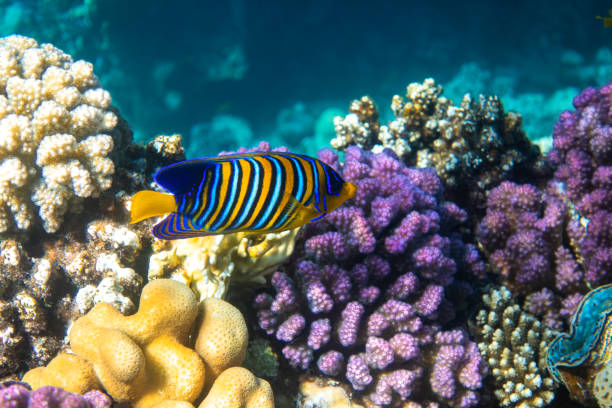 サンゴ礁、紅海、エジプトのロイヤルエンジェルフィッシュ(リーガルエンジェルフィッシュ)。青い海水の黄色のひれ、オレンジ、白と青のストライプと熱帯カラフルな魚。 - beauty in nature coral angelfish fish ストックフォトと画像