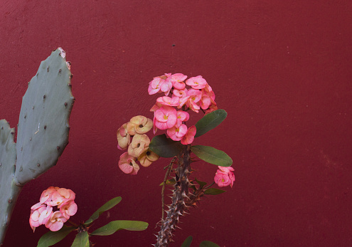 cactus flowers against red terracotta wall