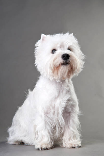 istock Young West Highland White Terrier on a grey background 1218588423