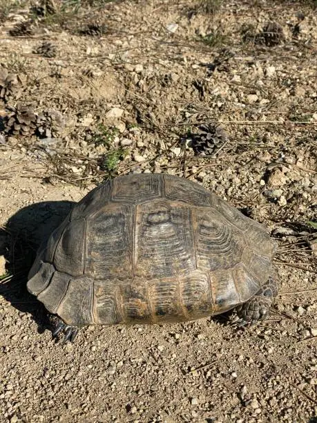 Tortoise vosvos tosba walking home animal armor armored animal Black turtle jungle animals wildlife wildlife wild life jungle life Tortoise speed turtle walking